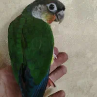 گرینچک دابل اکستریم رد