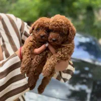*poodle * دارک|سگ|تهران, پونک|دیوار
