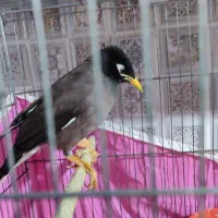 مرغ مینا نر