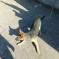 سگ ژرمن شپرد.|سگ|مشهد, کلاته برفی|دیوار