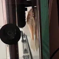 کت سلفین|ماهی|کرج, عظیمیه|دیوار