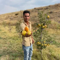 فروش ارقام نهالهای دیرگل و مقاوم در برابر سرما