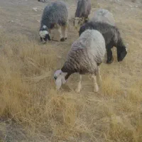 شیشک میش