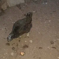 گلین لری|حیوانات مزرعه|مشگین شهر, |دیوار