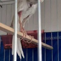 یک عددقناری نر جیور