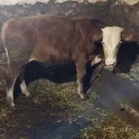 گوساله سیمینتال|حیوانات مزرعه|منجوان, |دیوار