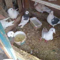 گبوتر|پرنده|سبزوار, هویزه|دیوار