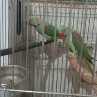 شاه طوطی جفت