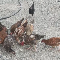 فروش جوجه محلی