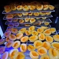 دستگاه میوه و سبزی خشک کن خانگی هوشمند تراشه پرداز