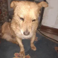 واگزار سگ اصلی|سگ|پرند, فاز ۵|دیوار