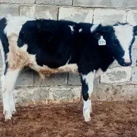 گوساله نر.گاو.تلیسه