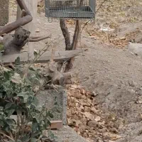 سهره تازه صاف