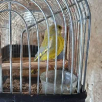 فروش سهره سبز نر درشت رام رام