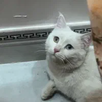 گربه وان ترکیه ماده|گربه|فولادشهر, A2|دیوار