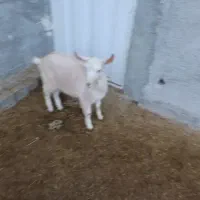 بز سانن|حیوانات مزرعه|شیروان (خراسان), |دیوار