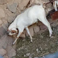 کهره نر|حیوانات مزرعه|خمیر, |دیوار