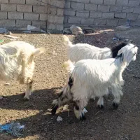 چپیش ماده برای نگهداری