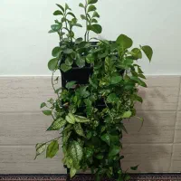 دیوار سبز گرین وال  هوشمند|خدمات پیشه و مهارت|تهران, شهرک کوهسار|دیوار