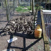 جوجه اردک|حیوانات مزرعه|رشت, حومه رشت|دیوار