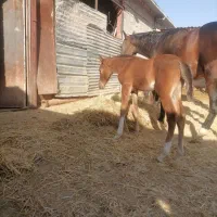 اسب کره نریان 5 نشان طلایی معاوضه با گوسفند موتور|اسب و تجهیزات اسبسواری|شیراز, دانشکده دامپزشکی شیراز|دیوار