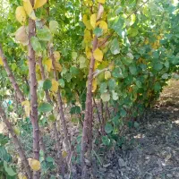 انواع ارقام نهال گردو و بادام و صنوبر فروشی|خدمات باغبانی و درختکاری|اردبیل, |دیوار