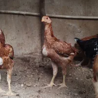 جوجه لاری و محلی اصیل
