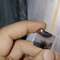 شجر قیمت باور نکردنی