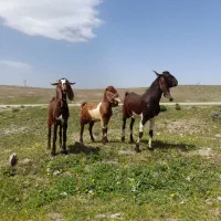 ۳عدد بز نر دامادزغ
