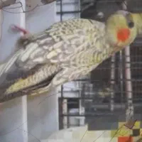 پرنده گمشده