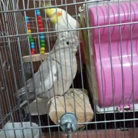 عروس هلندی مولد|پرنده|سنندج, |دیوار