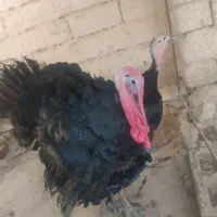 جفت بقلمو نرماده