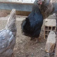 کفتر پلاکی قیل سرخ سبز کله دم سبز خرقه شامپیون|پرنده|شهرضا, |دیوار