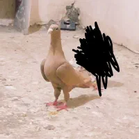 کفتر کبوتر زرد کرمانی ماده