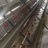 قفس منبری مرغ|لوازم جانبی حیوانات|دلوار, |دیوار