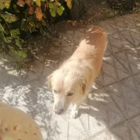 واگذاری  سگ رایگان|سگ|آباده, |دیوار