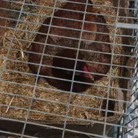 مرغ وخروس/رودان