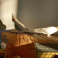 یک جفت طوطی عروس هلندی|پرنده|محمدیه-قزوین, |دیوار