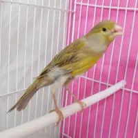 جفت قناری زیتونی ماده درشت آماده نر یکسر پابلند