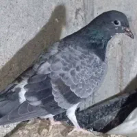 کفتر پرشی|پرنده|بیکاه, |دیوار