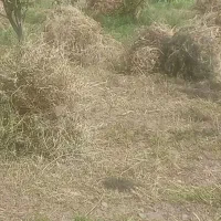 فروش یونجه باغی ۲۱۵ عدد