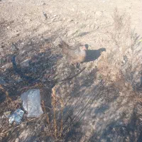 سه عدد مرغ ۸عدد بوقلمون|حیوانات مزرعه|گنبد کاووس, |دیوار