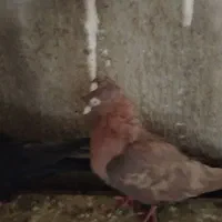 قیل وسرخ|پرنده|شهرضا, |دیوار