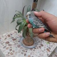 مرغ عشق|پرنده|کربال, |دیوار