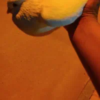 کبوتر سفید نر|پرنده|خورموج, |دیوار