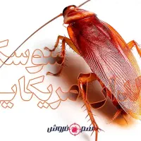 سمپاشی منزل و محل کار تضمینی|خدمات نظافت|گنبد کاووس, |دیوار