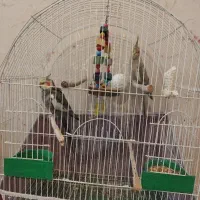 فروش یک جفت عروس هلندی