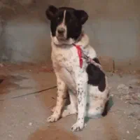 لاس یک ساله ۳۰ میلیون