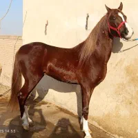 نریان عرب خالص ایرانی