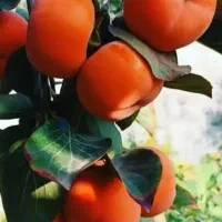 خرمالو پیوندی صد در صد طبیعی و ارگانیک|خوردنی و آشامیدنی|بندر انزلی, نوروزی|دیوار